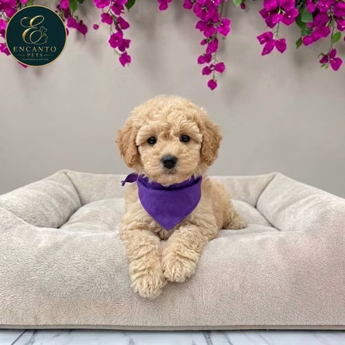 Cachorro FRENCH POODLE APRICOT MINIATURA disponible - Imagen 3