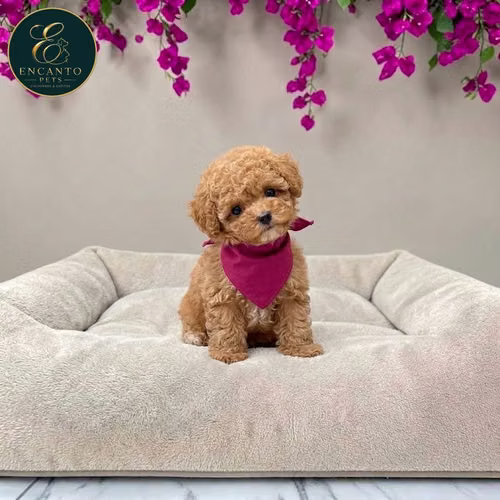 Cachorro FRENCH POODLE APRICOT MINIATURA disponible - Imagen 10