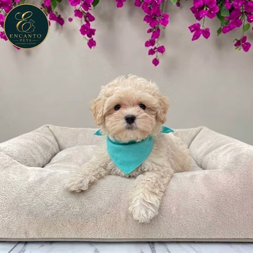 Cachorro BICHON HABANERO disponible - Imagen 5