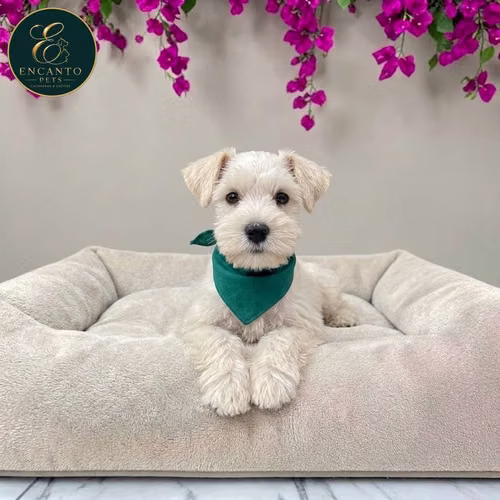 Cachorro Schnauzer Blanco y Black Silver / Miniature Schnauzer White and Black Silver disponible - Imagen 9