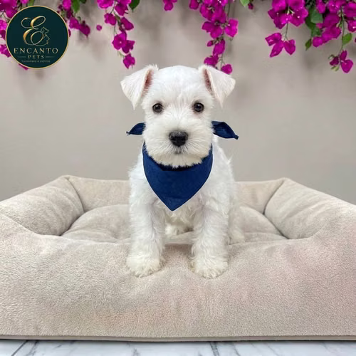 Cachorro Schnauzer Blanco y Black Silver / Miniature Schnauzer White and Black Silver disponible - Imagen 6