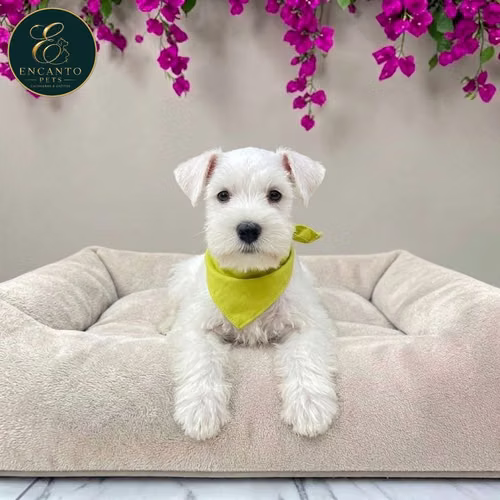 Cachorro Schnauzer Blanco y Black Silver / Miniature Schnauzer White and Black Silver disponible - Imagen 2
