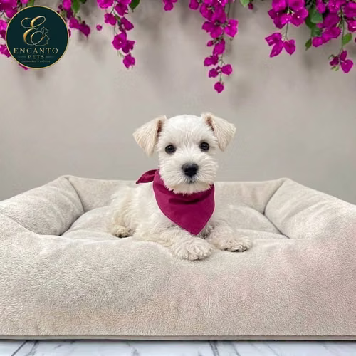 Cachorro Schnauzer Blanco y Black Silver / Miniature Schnauzer White and Black Silver disponible - Imagen 3