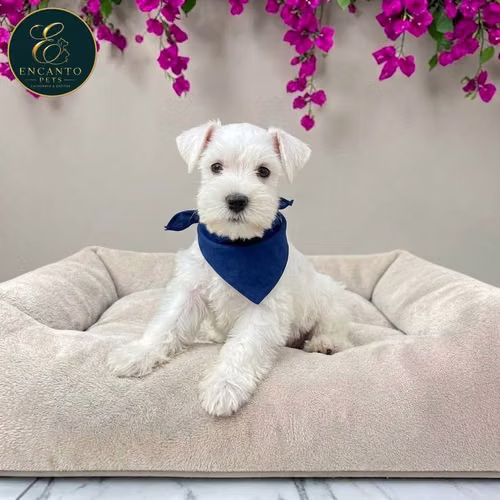 Cachorro Schnauzer Blanco y Black Silver / Miniature Schnauzer White and Black Silver disponible - Imagen 4