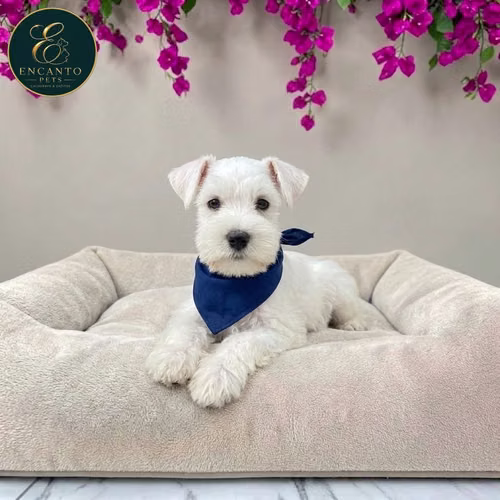 Cachorro Schnauzer Blanco y Black Silver / Miniature Schnauzer White and Black Silver disponible - Imagen 5