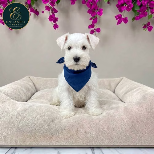 Cachorro Schnauzer Blanco y Black Silver / Miniature Schnauzer White and Black Silver disponible - Imagen 8