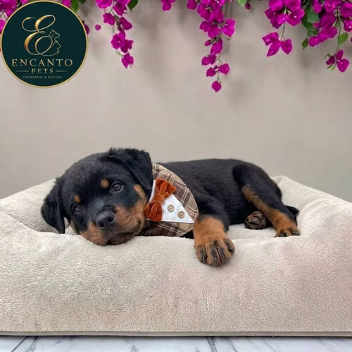 Cachorro ROTTWEILER LINEA AMERICANA disponible - Imagen 3