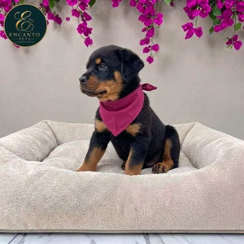 Cachorro ROTTWEILER LINEA AMERICANA disponible - Imagen 6