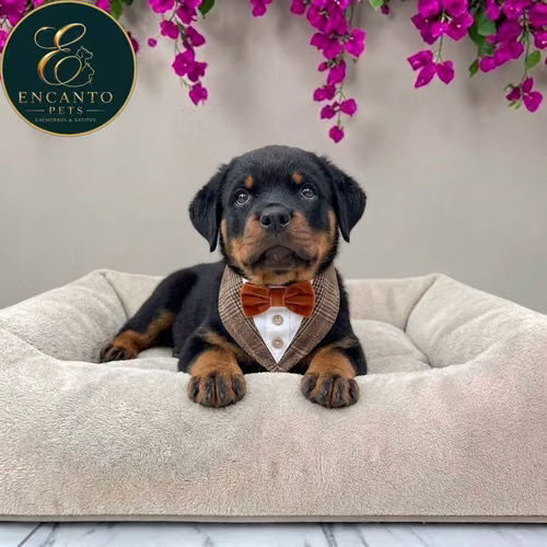 Cachorro ROTTWEILER LINEA AMERICANA disponible