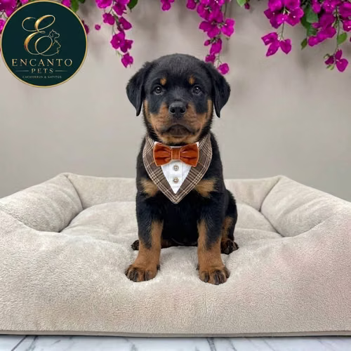 Cachorro ROTTWEILER LINEA AMERICANA disponible - Imagen 2