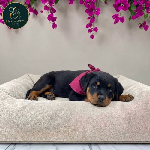 Cachorro ROTTWEILER LINEA AMERICANA disponible - Imagen 5