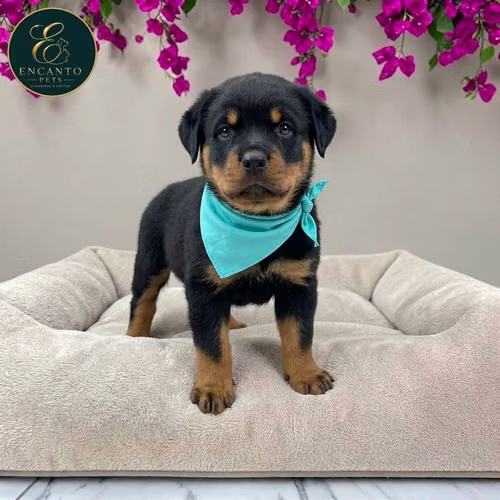 Cachorro ROTTWEILER LINEA AMERICANA disponible - Imagen 8
