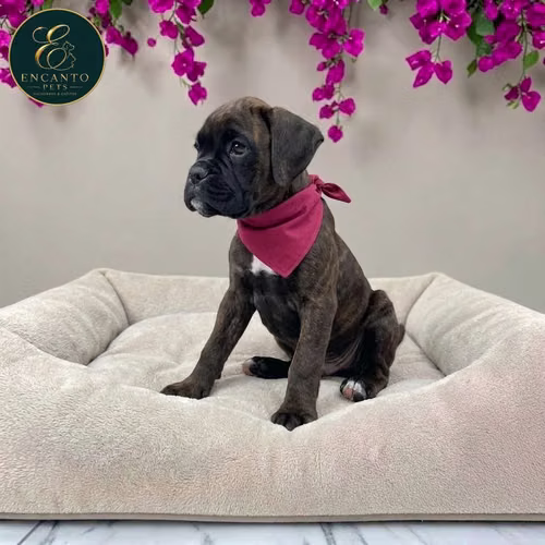 Cachorro BOXER disponible - Imagen 2