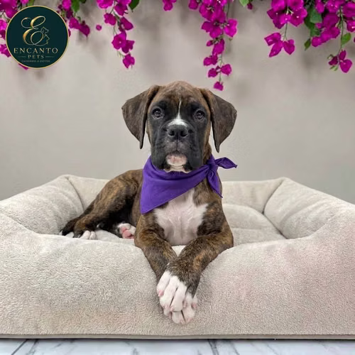 Cachorro BOXER disponible - Imagen 4