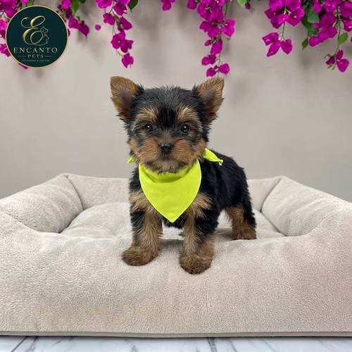 Cachorro Yorkie Miniatura / Yorkshire Terrier Miniature disponible - Imagen 10