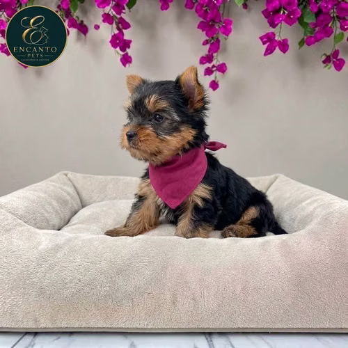 Cachorro Yorkie Miniatura / Yorkshire Terrier Miniature disponible - Imagen 9