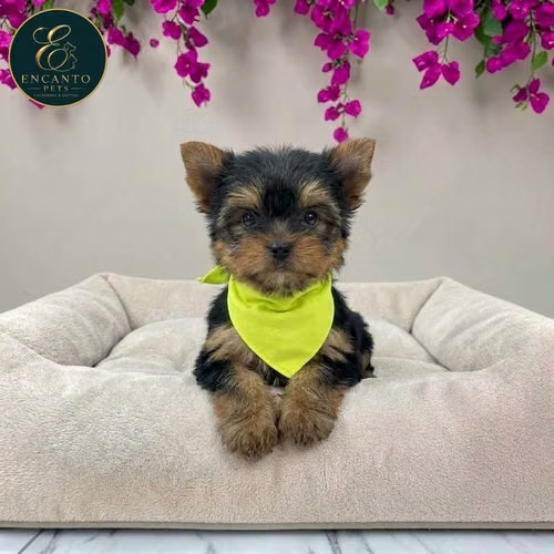 Cachorro Yorkie Miniatura / Yorkshire Terrier Miniature disponible