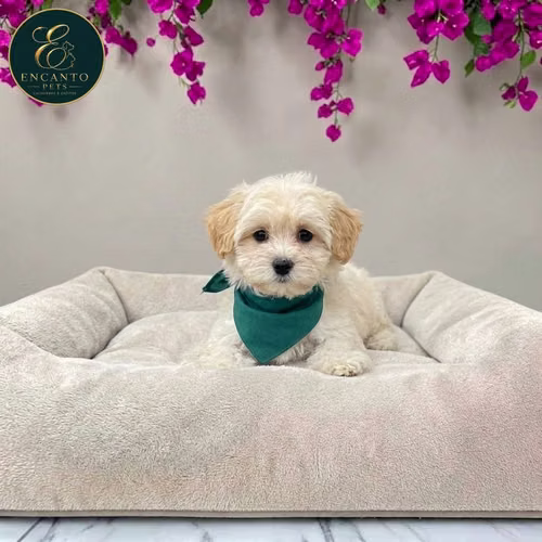 Cachorro Pequinés Maltés / Pekingese Maltese Mix disponible - Imagen 10