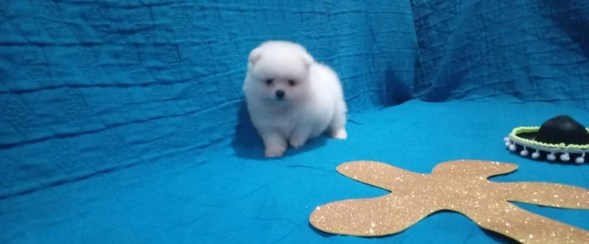 Pomeranian mini