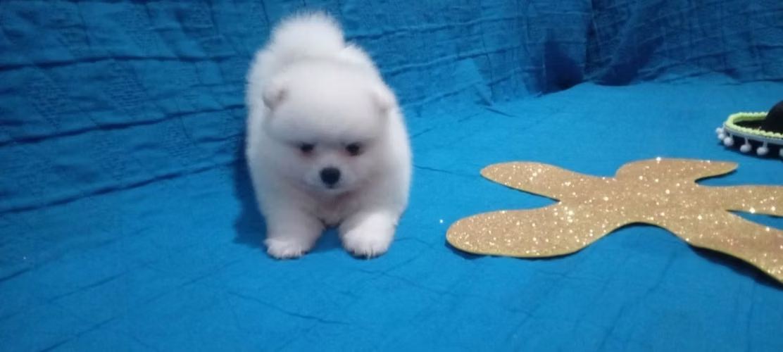 Pomeranian mini