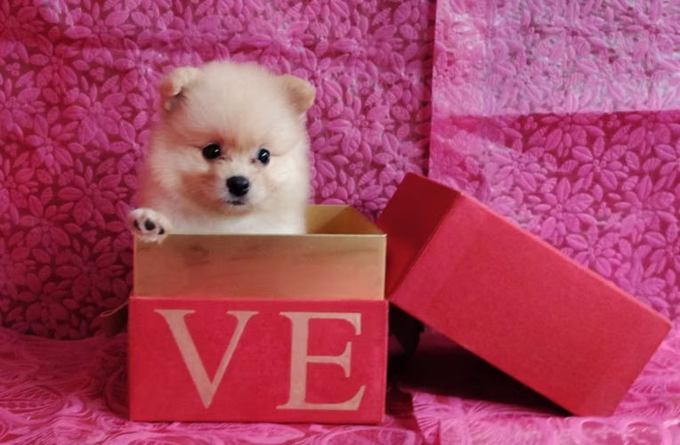 Pomeranian mini - Imagen 4