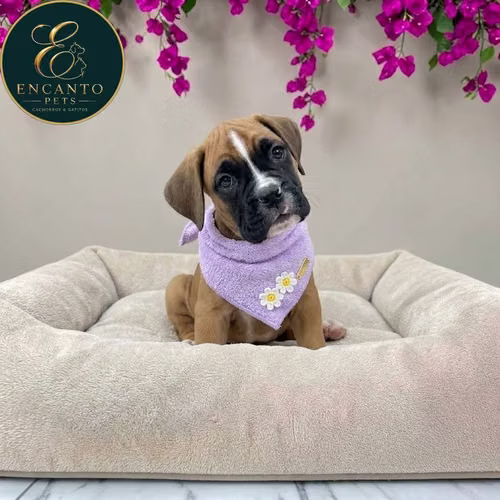 Cachorro BOXER disponible - Imagen 2