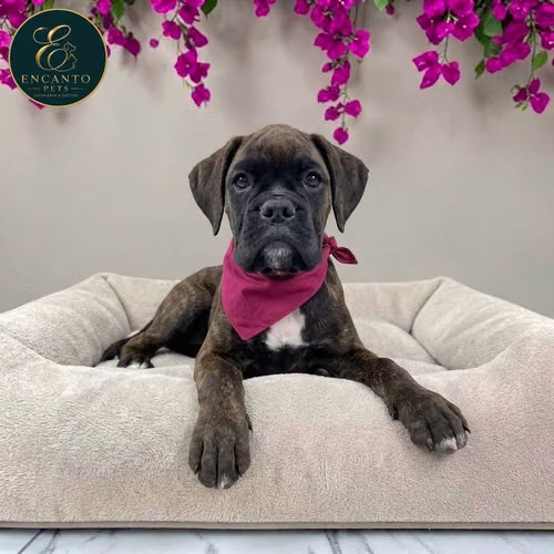 Cachorro BOXER disponible - Imagen 8