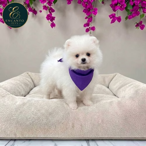 Cachorro POMERANIAN CARA DE OSO disponible - Imagen 10
