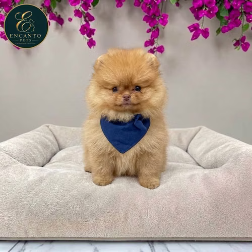 Cachorro POMERANIAN CARA DE OSO disponible - Imagen 8