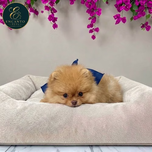 Cachorro POMERANIAN CARA DE OSO disponible - Imagen 6