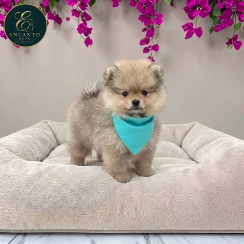 Cachorro POMERANIAN CARA DE OSO disponible - Imagen 3