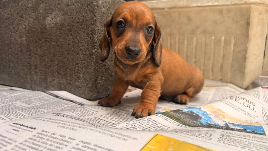 Salchichas kaninchen 