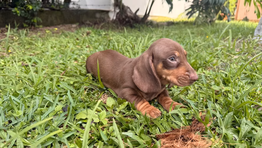Salchichas kaninchen 