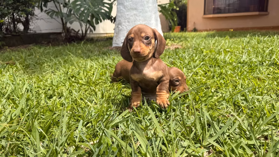 Salchichas kaninchen 