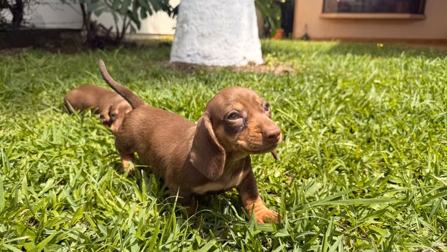 Salchichas kaninchen 
