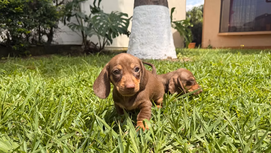 Salchichas kaninchen 