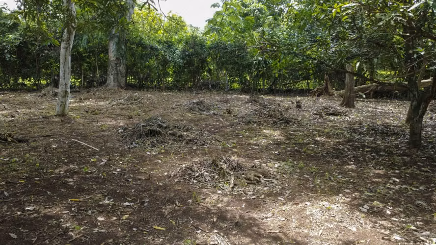 Venta de 2 lotes contiguos en San Mateo de Alajuela - Imagen 5