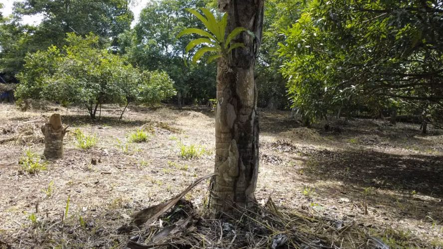 Venta de 2 lotes contiguos en San Mateo de Alajuela - Imagen 6