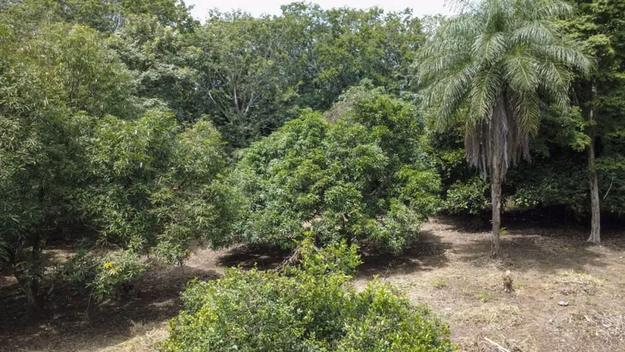 Venta de 2 lotes contiguos en San Mateo de Alajuela - Imagen 4