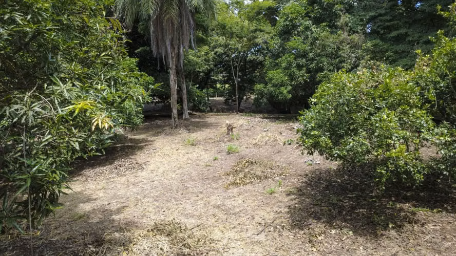 Venta de 2 lotes contiguos en San Mateo de Alajuela - Imagen 8