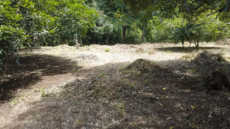 Venta de 2 lotes contiguos en San Mateo de Alajuela - Imagen 3