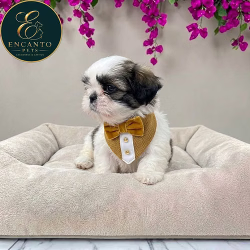 Cachorro SHIH TZU disponible - Imagen 2