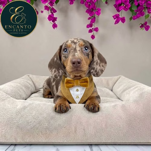 Cachorro Salchicha Miniatura Arlequín Chocolate / Miniature Dachshund Dapple Chocolate disponible - Imagen 2