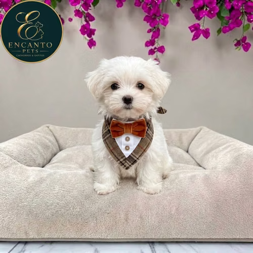 Cachorro Bichón Maltés / Maltese disponible - Imagen 3