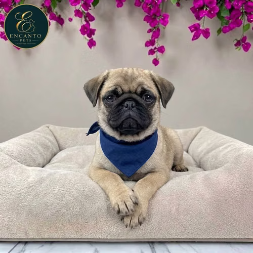 Cachorro PUG disponible - Imagen 5
