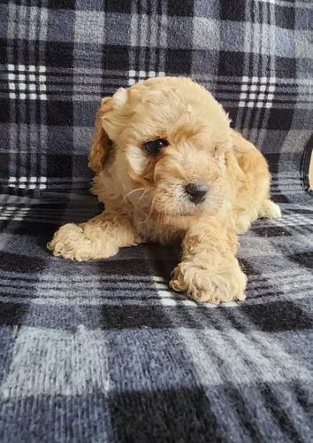 Cachorros French Poodle - Imagen 3