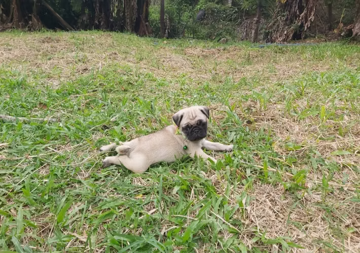 Hermosa Hembra PUG 