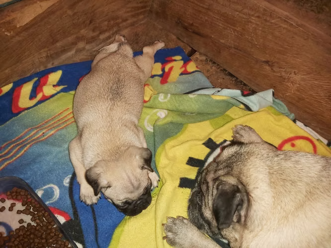 Hermosa Hembra PUG  - Imagen 3