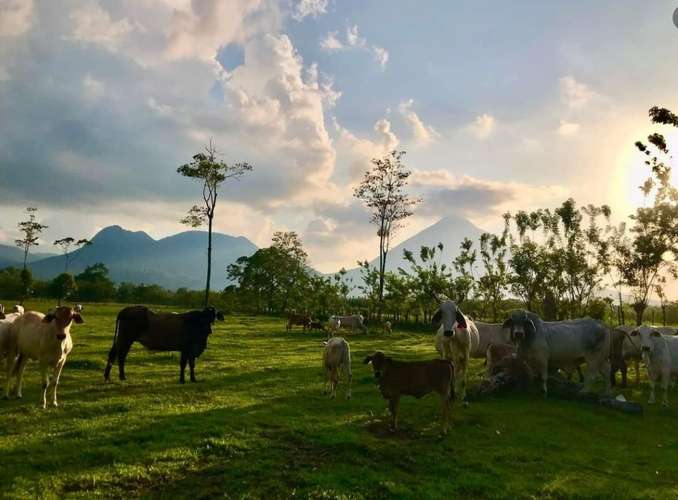 Finca de 16 Hectáreas en Santa Rosa de Pocosol, San Carlos, Alajuela - Imagen 4