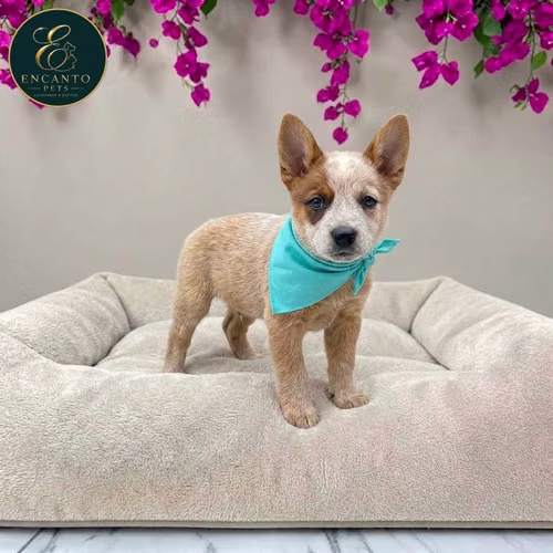 Cachorro BOYERO AUSTRALIANO RED HEELER disponible - Imagen 3